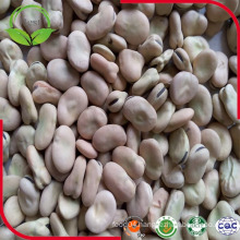 Dry Horse Beans in Shell/Fava Beans